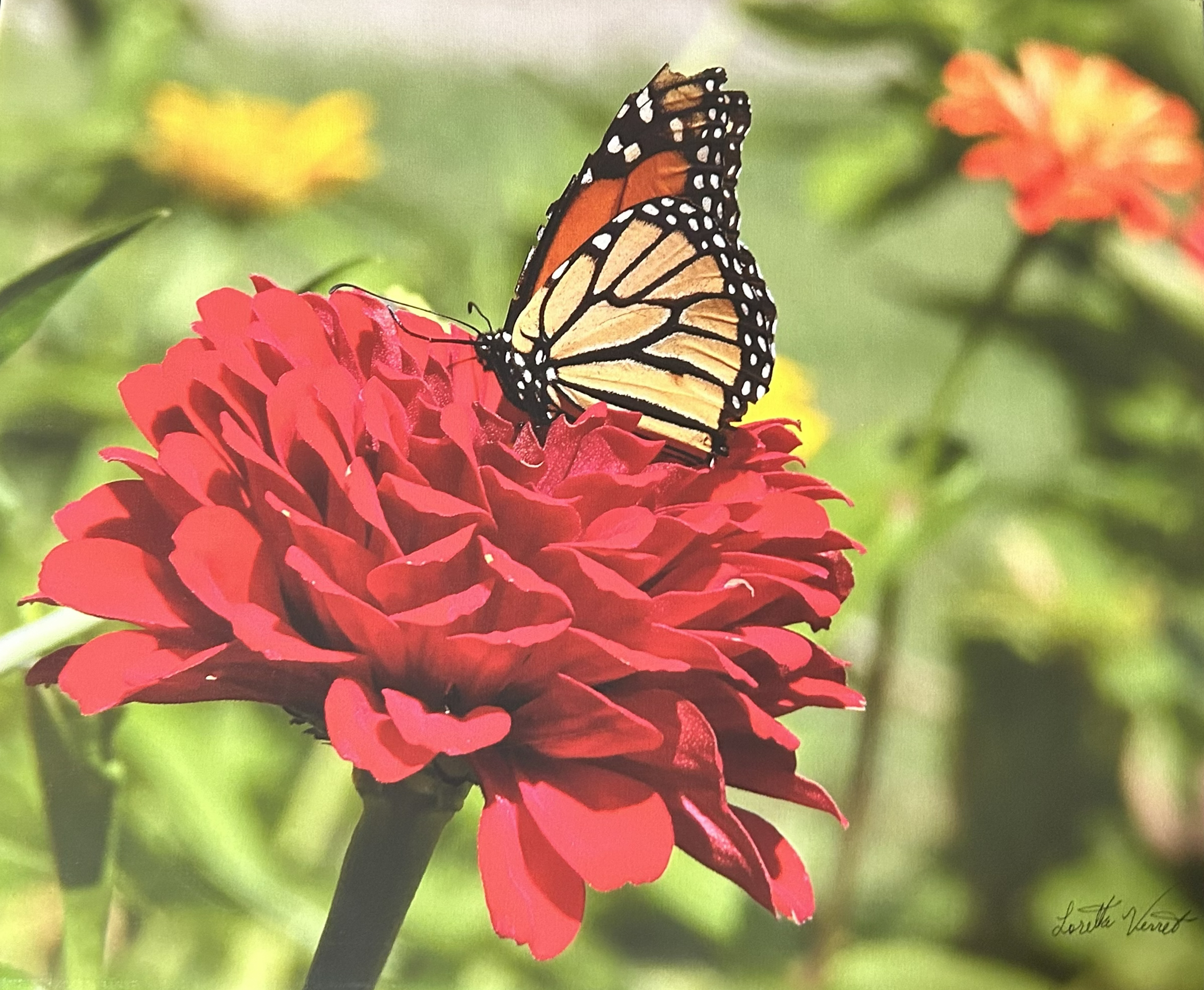 Monarch butterfly on red flower