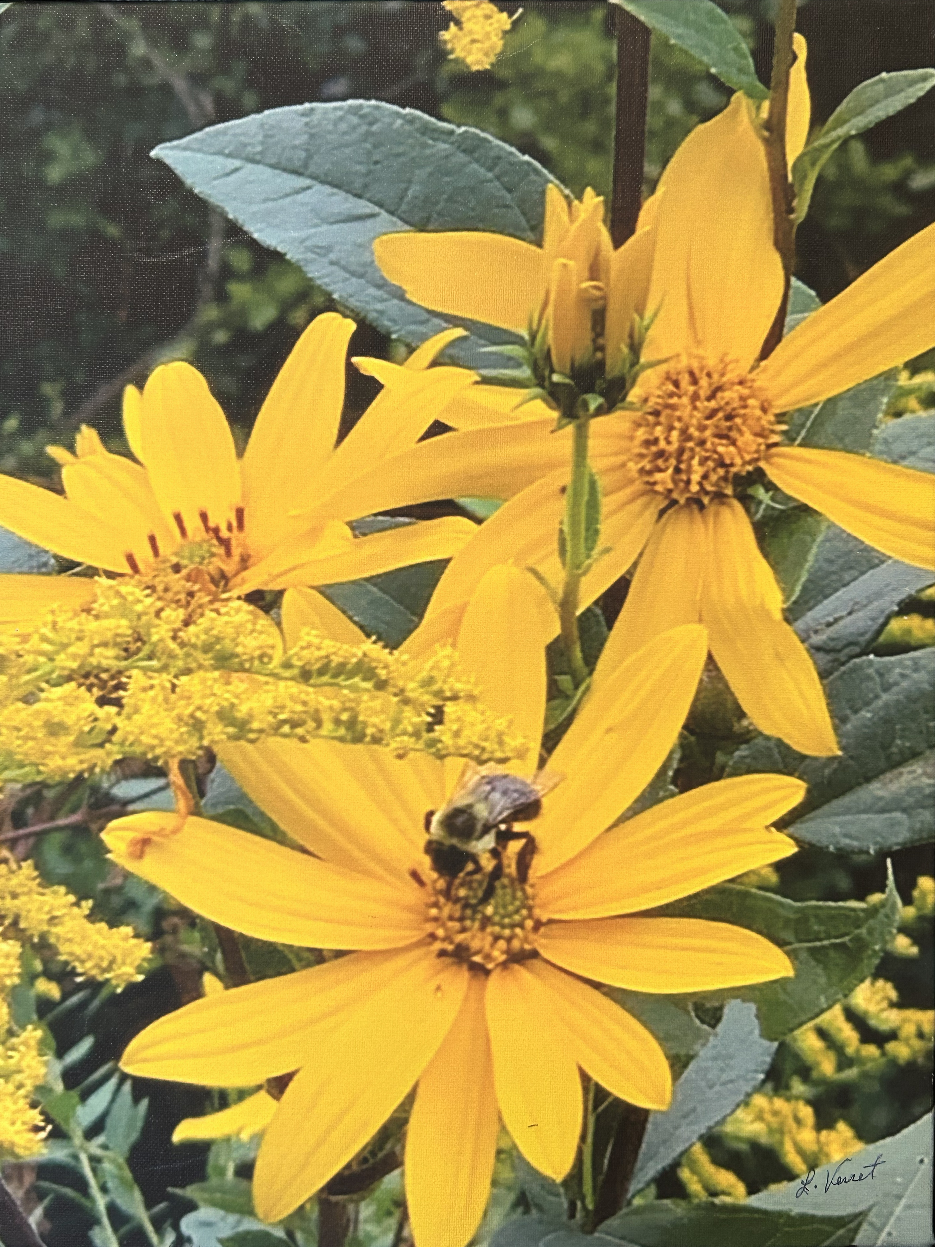 Bumble bee on yellow flowers