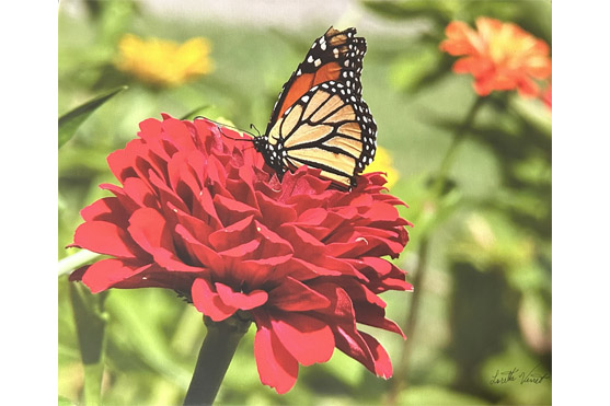 Photo of monarch butterfly on red flower